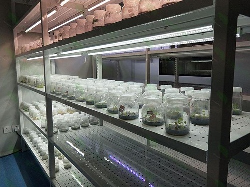 新乐植物组织培养实验室设计建设方案